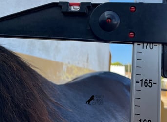 Andalou, Étalon, 2 Ans, 170 cm, Bai