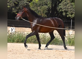 Andalou, Étalon, 2 Ans, 170 cm, Bai