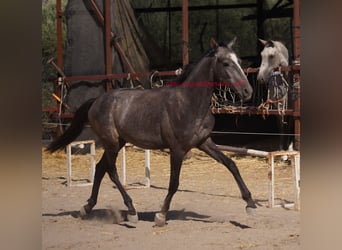 Andalou, Étalon, 2 Ans, Gris