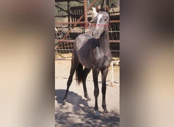 Andalou, Étalon, 2 Ans, Gris