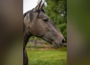 Andalou, Étalon, 2 Ans, Peut devenir gris