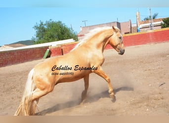 Andalou, Étalon, 3 Ans, 149 cm, Palomino