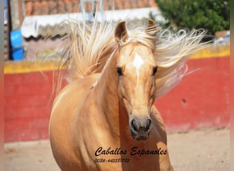 Andalou, Étalon, 3 Ans, 149 cm, Palomino