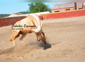 Andalou, Étalon, 3 Ans, 149 cm, Palomino