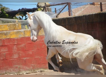 Andalou, Étalon, 3 Ans, 151 cm, Cremello