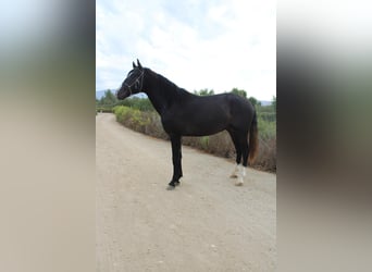 Andalou, Étalon, 3 Ans, 152 cm, Gris