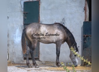 Andalou, Étalon, 3 Ans, 153 cm, Gris (bai-dun)