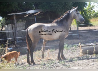 Andalou, Étalon, 3 Ans, 153 cm, Gris (bai-dun)