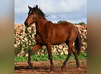 Andalou, Étalon, 3 Ans, 154 cm, Bai