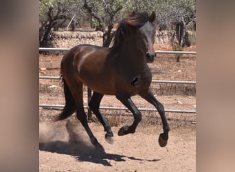 Andalou, Étalon, 3 Ans, 154 cm, Bai