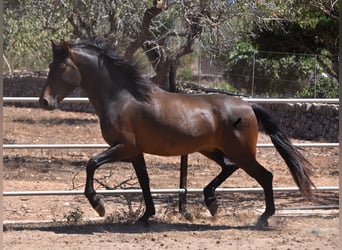 Andalou, Étalon, 3 Ans, 154 cm, Bai