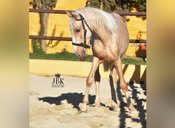 Andalou Croisé, Étalon, 3 Ans, 154 cm, Palomino