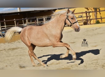 Andalou Croisé, Étalon, 3 Ans, 154 cm, Palomino