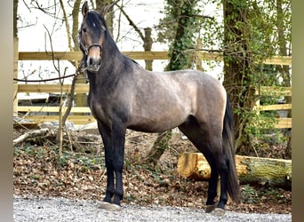 Andalou, Étalon, 3 Ans, 155 cm, Gris (bai-dun)