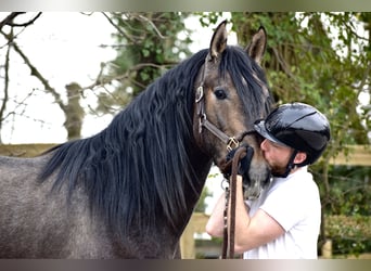 Andalou, Étalon, 3 Ans, 155 cm, Gris (bai-dun)