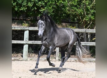 Andalou, Étalon, 3 Ans, 155 cm, Gris