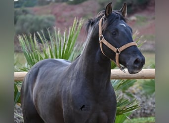 Andalou, Étalon, 3 Ans, 155 cm, Noir