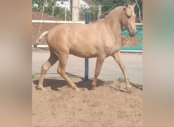 Andalou, Étalon, 3 Ans, 155 cm, Palomino