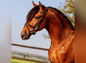 Andalou, Étalon, 3 Ans, 155 cm, Pinto