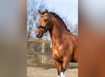 Andalou, Étalon, 3 Ans, 155 cm, Pinto