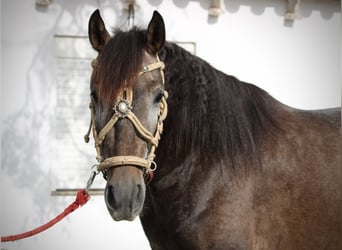 Andalou, Étalon, 3 Ans, 155 cm, Rouan bleu
