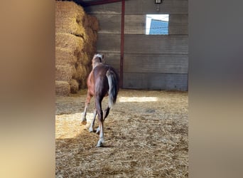 Andalou, Étalon, 3 Ans, 156 cm, Alezan