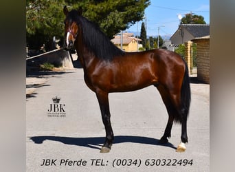 Andalou, Étalon, 3 Ans, 156 cm, Bai