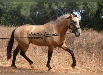 Andalou, Étalon, 3 Ans, 156 cm, Buckskin