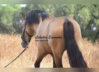 Andalou, Étalon, 3 Ans, 156 cm, Buckskin