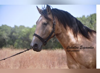 Andalou, Étalon, 3 Ans, 156 cm, Buckskin