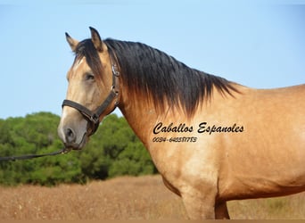 Andalou, Étalon, 3 Ans, 156 cm, Buckskin