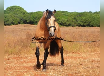 Andalou, Étalon, 3 Ans, 156 cm, Buckskin