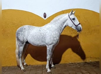 Andalou, Étalon, 3 Ans, 156 cm, Gris pommelé