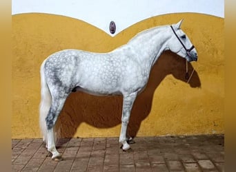 Andalou, Étalon, 3 Ans, 156 cm, Gris pommelé