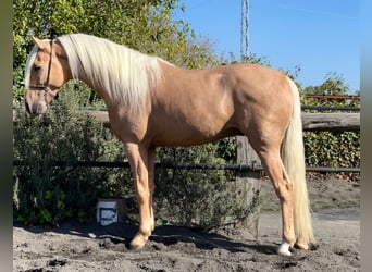 Andalou, Étalon, 3 Ans, 156 cm, Palomino