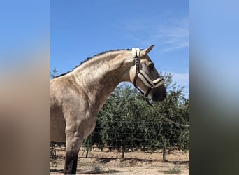 Andalou, Étalon, 3 Ans, 157 cm, Buckskin