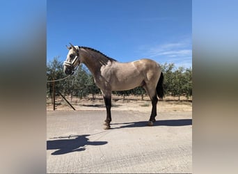 Andalou, Étalon, 3 Ans, 157 cm, Buckskin