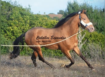 Andalou, Étalon, 3 Ans, 157 cm, Perle