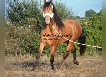 Andalou, Étalon, 3 Ans, 157 cm, Perle