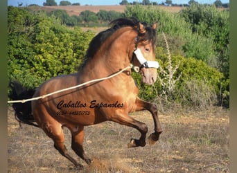 Andalou, Étalon, 3 Ans, 157 cm, Perle