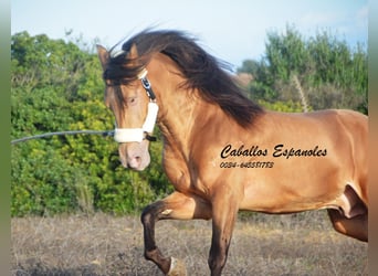 Andalou, Étalon, 3 Ans, 157 cm, Perle