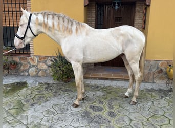 Andalou, Étalon, 3 Ans, 158 cm, Cremello