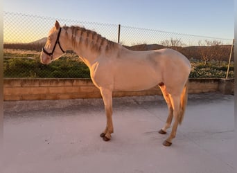 Andalou, Étalon, 3 Ans, 158 cm, Cremello