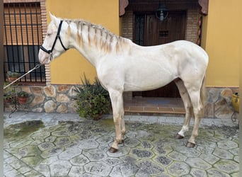 Andalou, Étalon, 3 Ans, 158 cm, Cremello