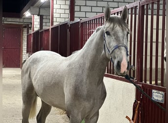 Andalou, Étalon, 3 Ans, 158 cm, Gris pommelé