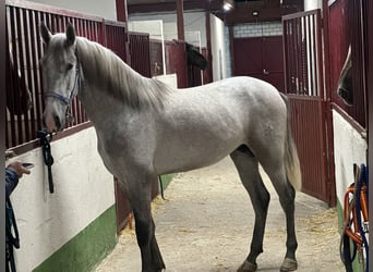 Andalou, Étalon, 3 Ans, 158 cm, Gris pommelé