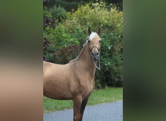 Andalou Croisé, Étalon, 3 Ans, 158 cm, Palomino