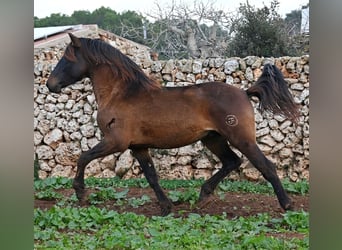 Andalou, Étalon, 3 Ans, 159 cm, Bai