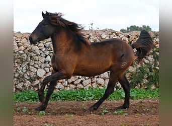 Andalou, Étalon, 3 Ans, 159 cm, Bai