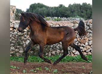 Andalou, Étalon, 3 Ans, 159 cm, Bai